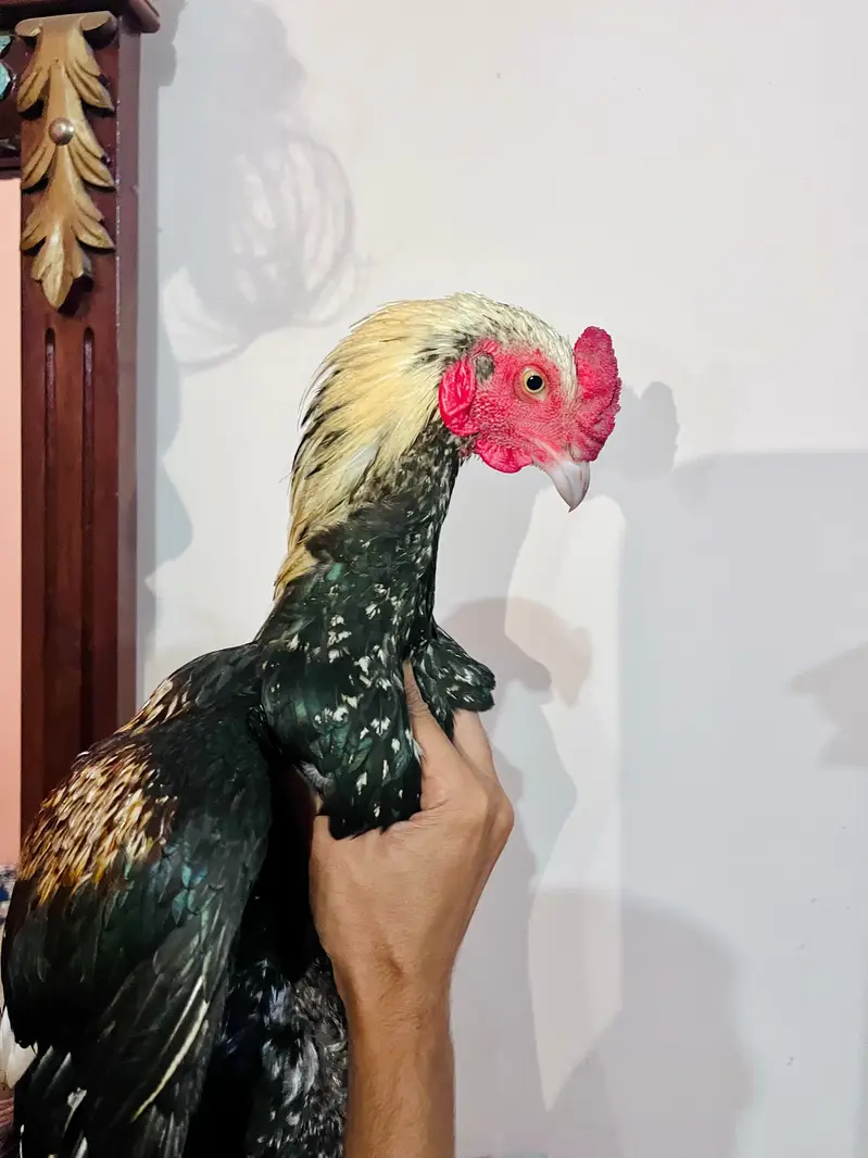 Aseel jawa murga for sale — photo 4