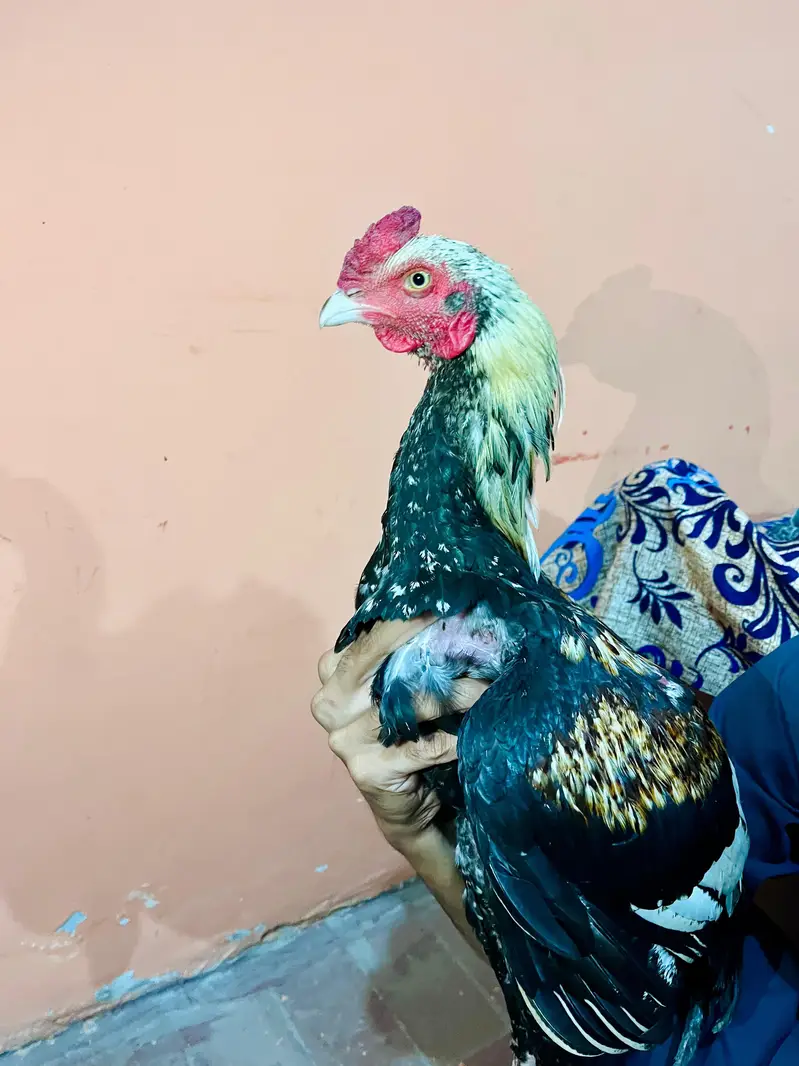 Aseel jawa murga for sale — photo 5