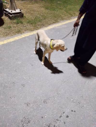 Labrador