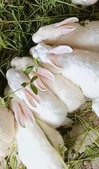 White rabbits with red eyes