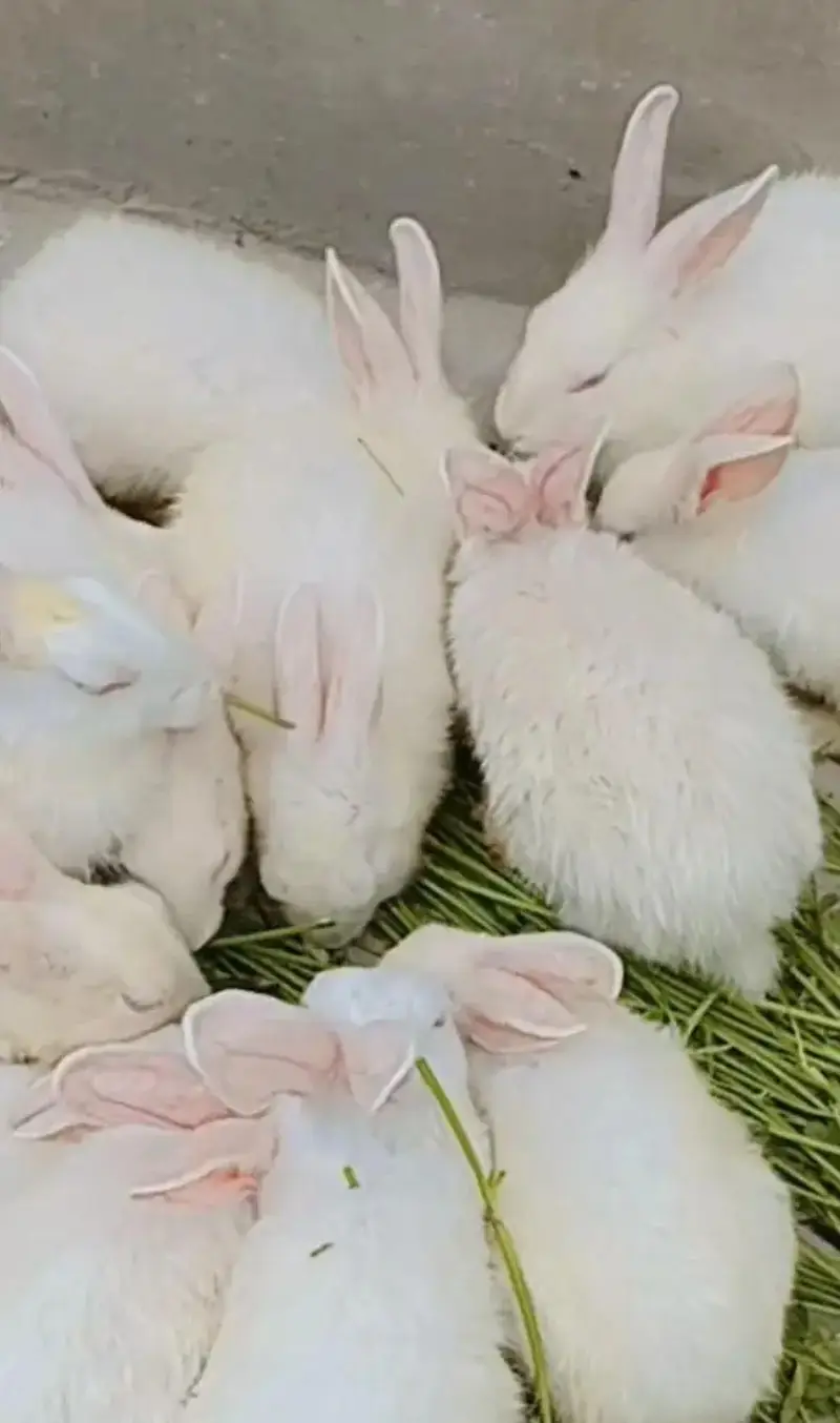 White rabbits with red eyes — photo 2