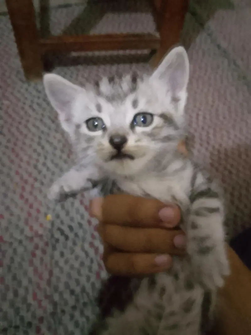 persion bachay for sale available haan — photo 2