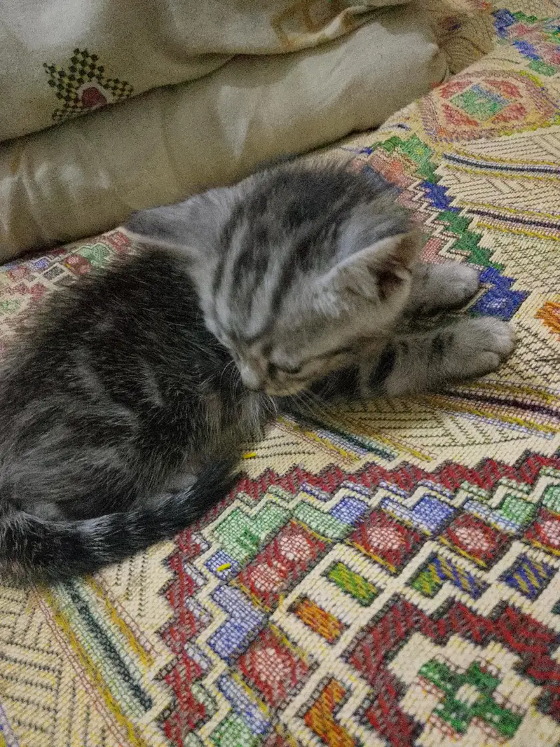 persion bachay for sale available haan — photo 3