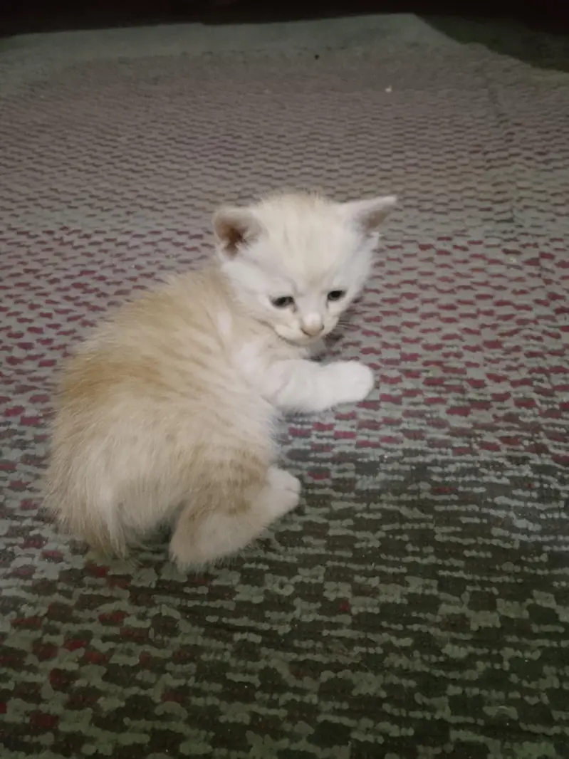 persion bachay for sale available haan — photo 6