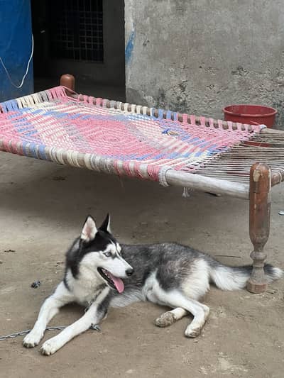 Siberian Husky dog