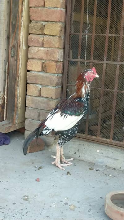 Cock for Sale At best price