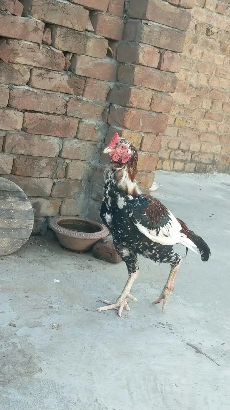 Cock for Sale At best price — photo 2
