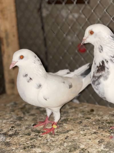 pigeons mail female