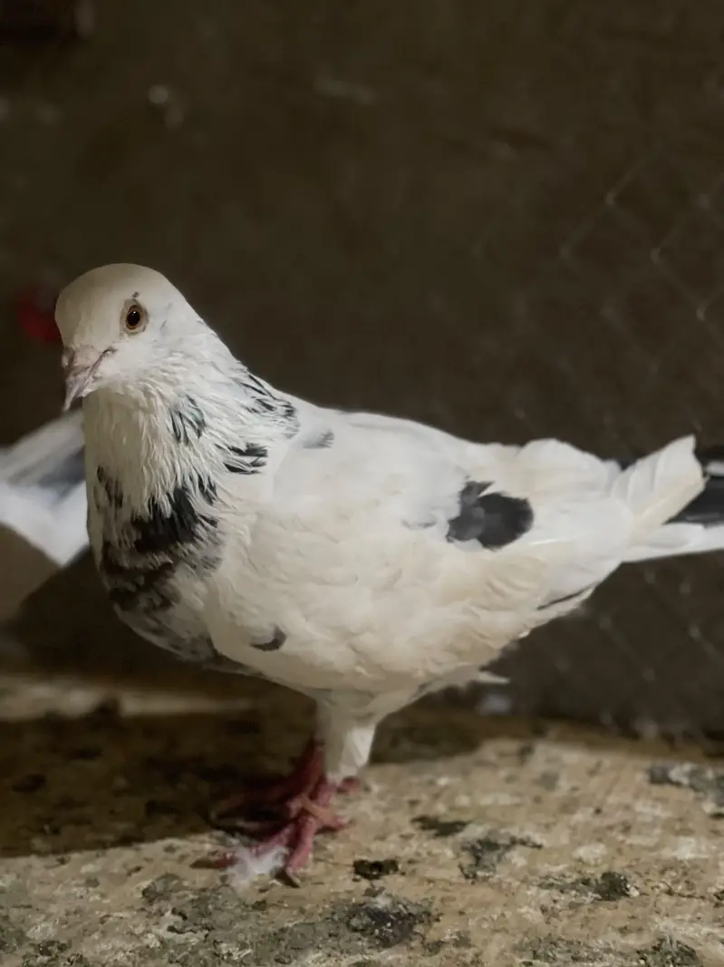 pigeons mail female — photo 3