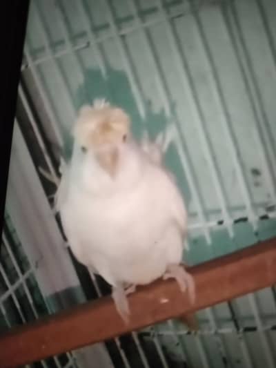 hogoromo double flower white female for sale