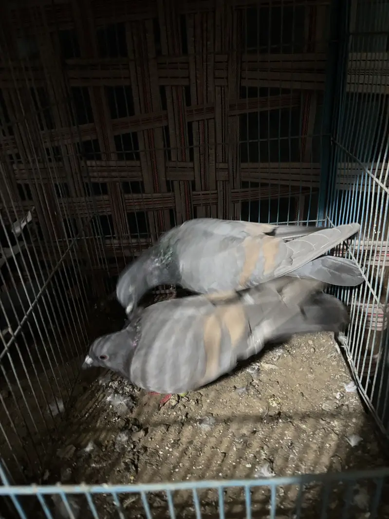 Lal band female — photo 2