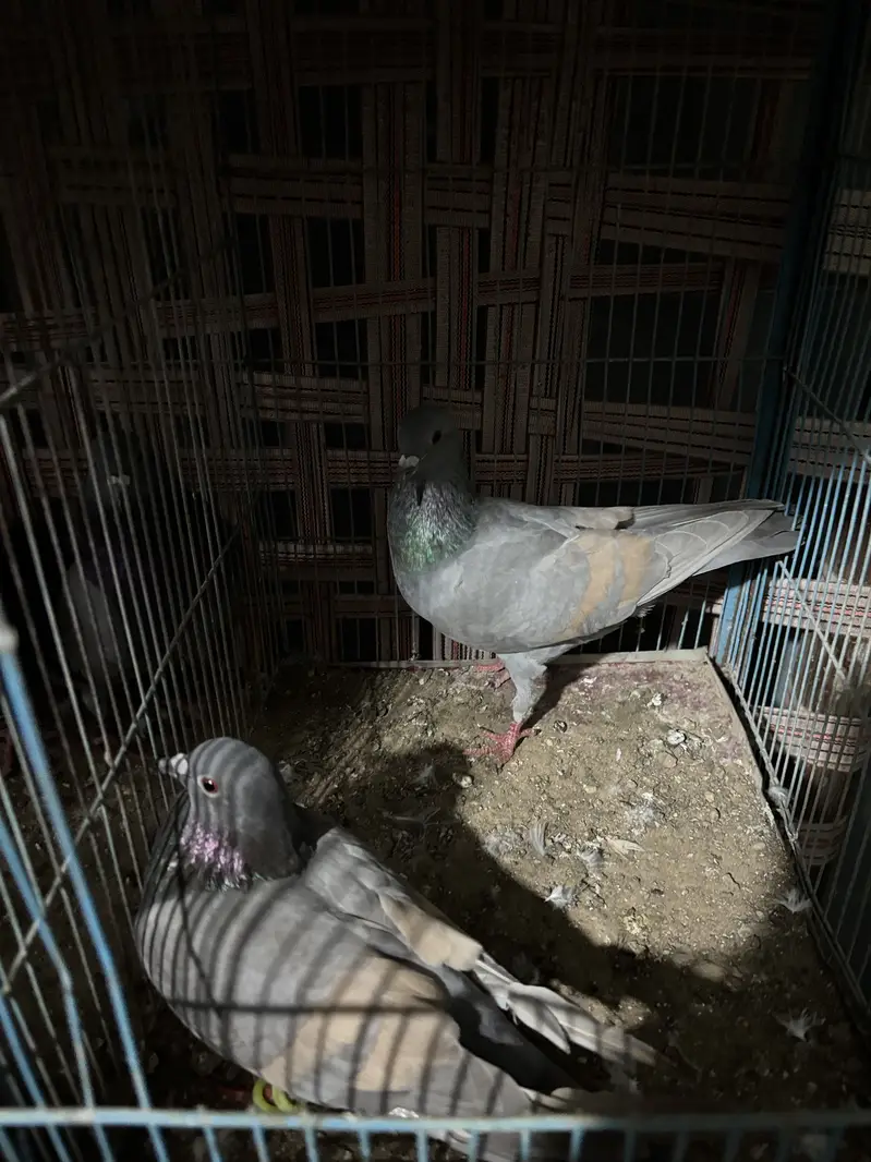 Lal band female — photo 3