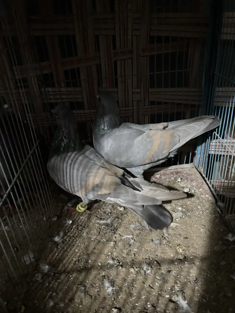 Lal band female — photo 5