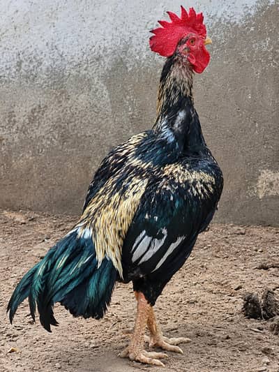 Aseel murga for sale - Healthy and heavy