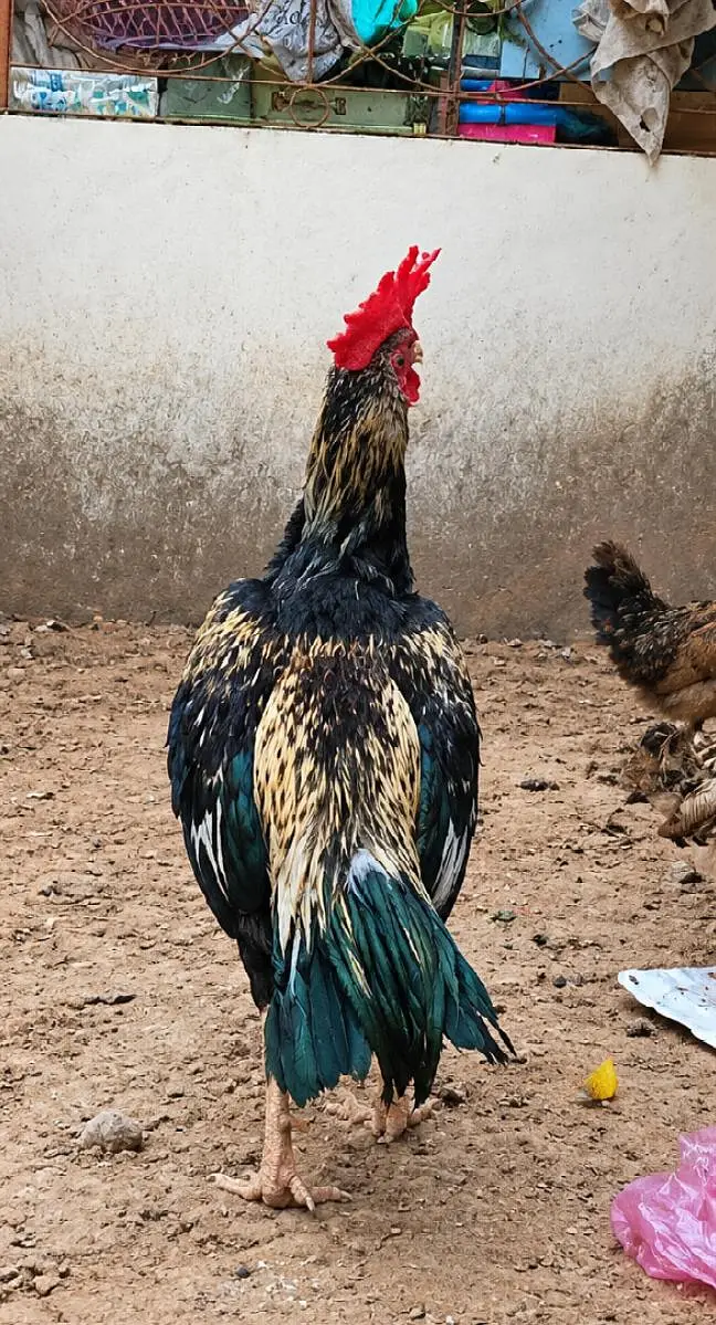 Aseel murga for sale - Healthy and heavy — photo 2