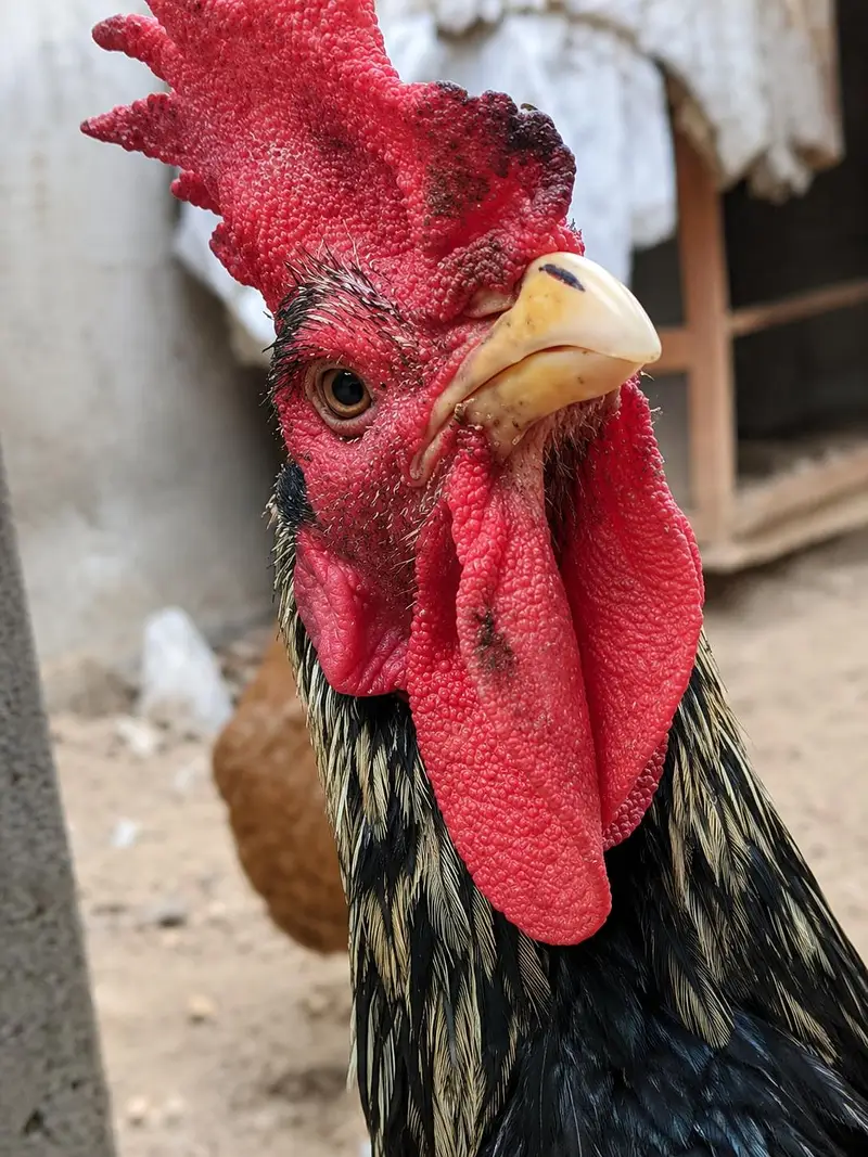 Aseel murga for sale - Healthy and heavy — photo 4