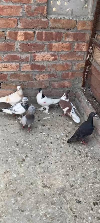 Male Shikaar  Pigeons For Sale Total 6 Pigeons. .