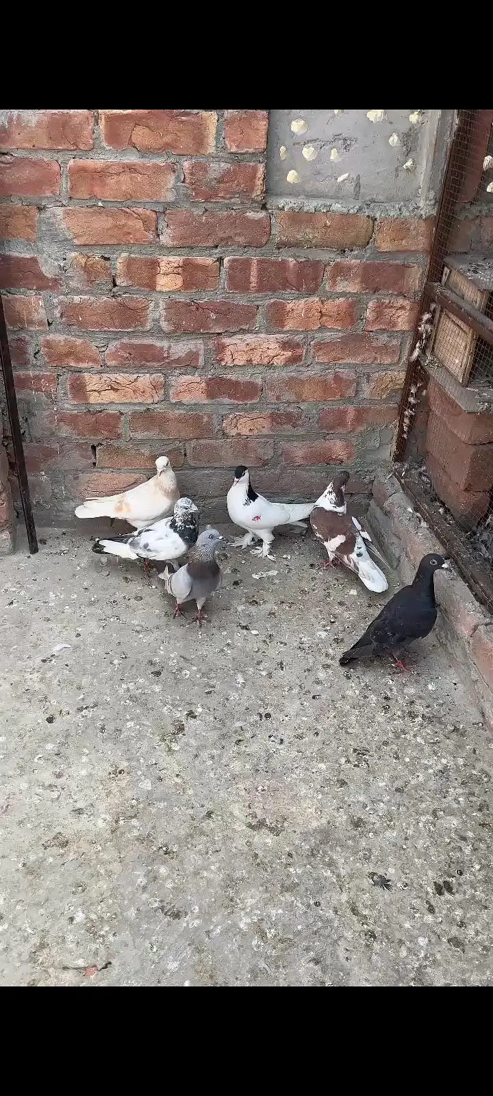 Male Shikaar  Pigeons For Sale Total 6 Pigeons. . — photo 2