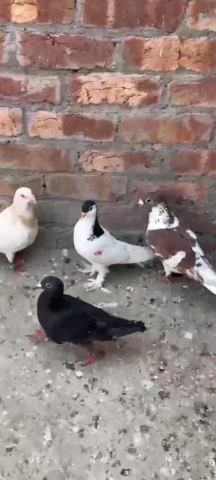 Male Shikaar  Pigeons For Sale Total 6 Pigeons. . — photo 3