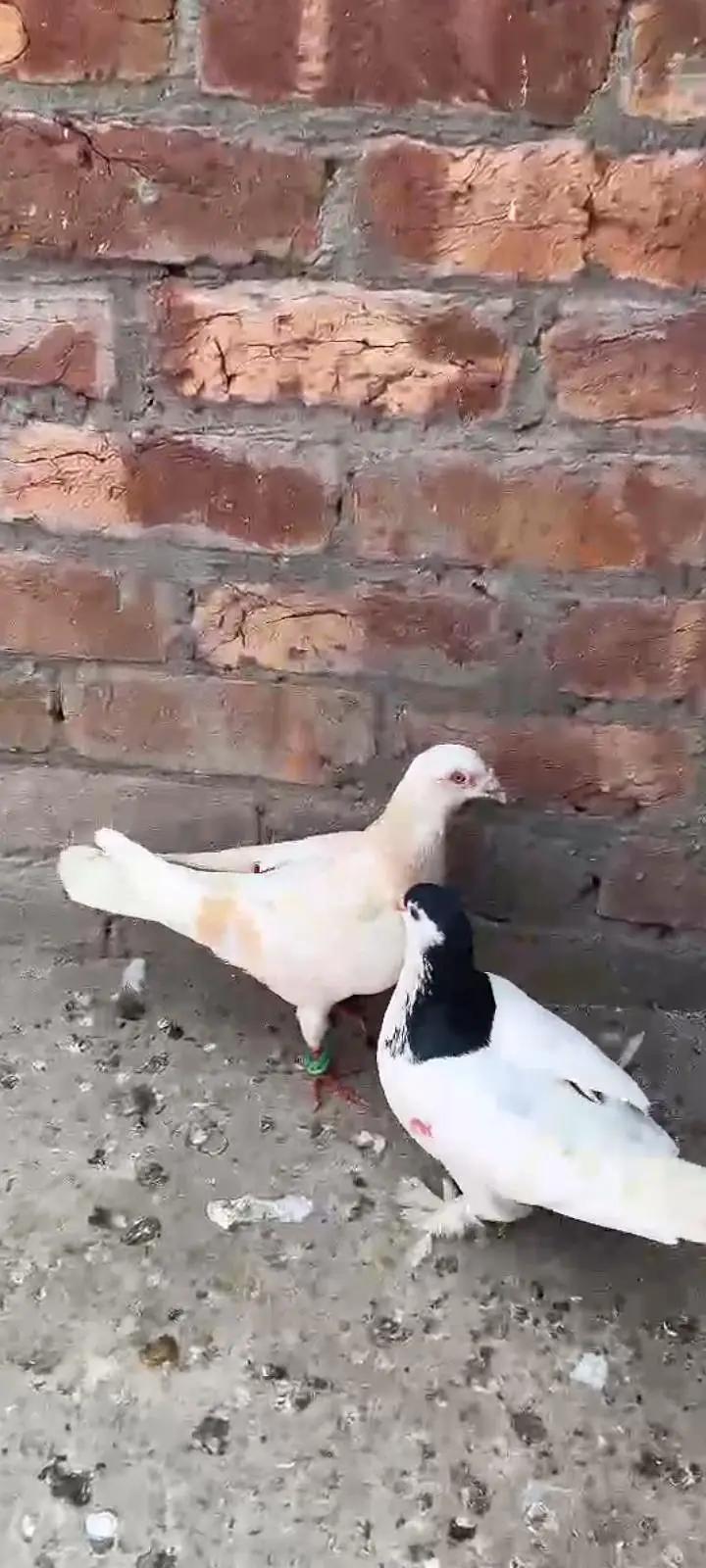 Male Shikaar  Pigeons For Sale Total 6 Pigeons. . — photo 4