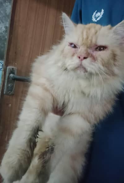 persian double coat brown colour cat on heat litter train friendly