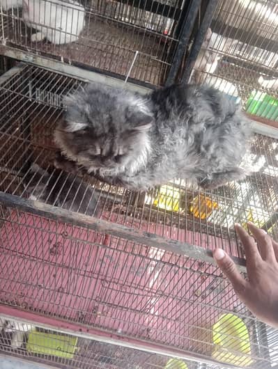 cat Male