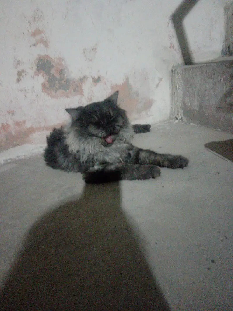cat Male — photo 2