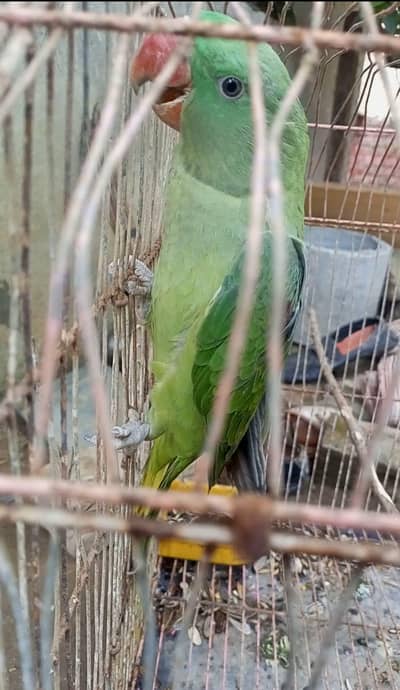 Raw Parrot