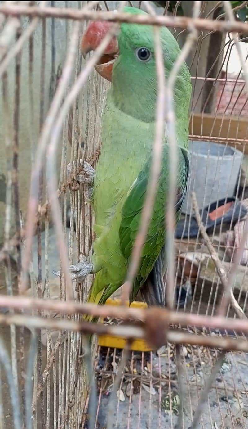 Raw Parrot 2