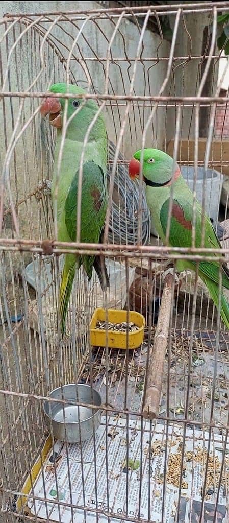 Raw Parrot 3