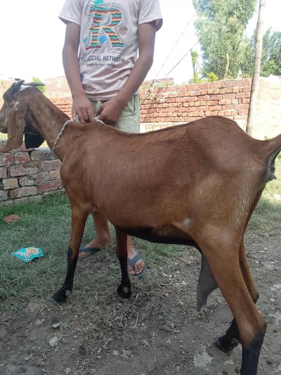 one goat. . . aik Desi bakri doodh aik kg 2mah ki guban