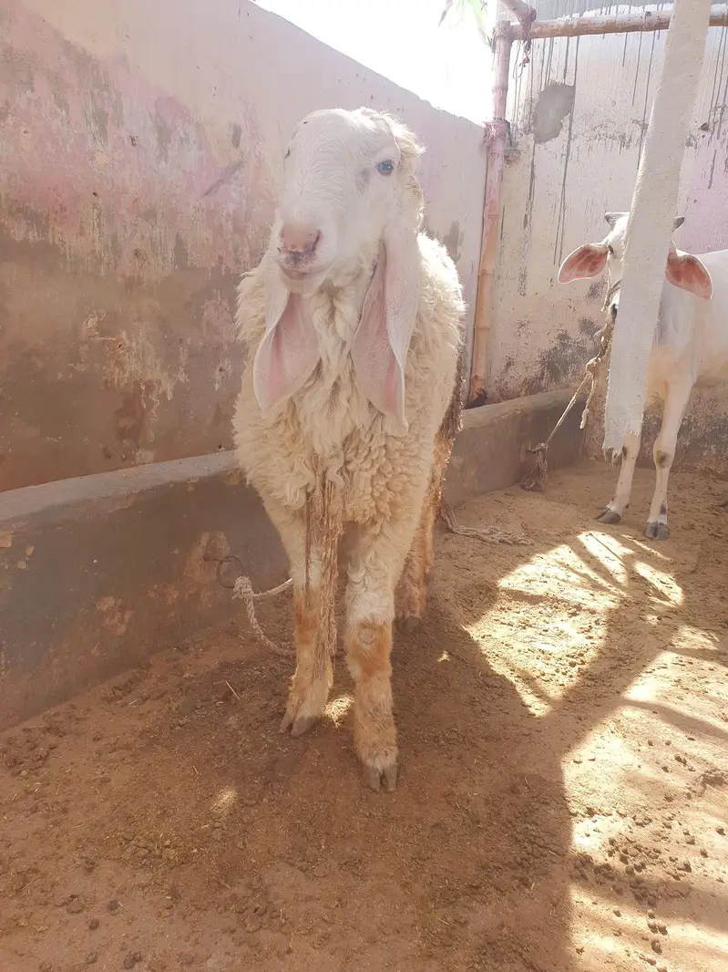 golabi+ larkana dumba — photo 2