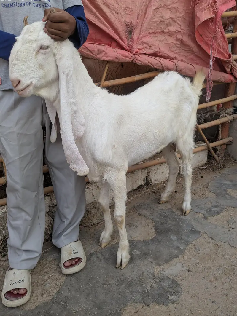golabi+ larkana dumba — photo 3