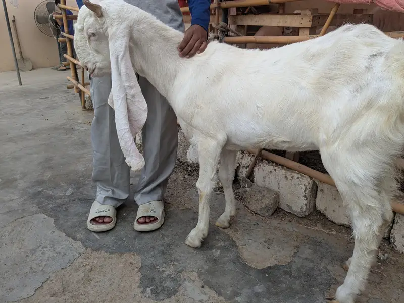 golabi+ larkana dumba — photo 4