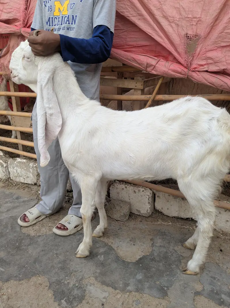 golabi+ larkana dumba — photo 5