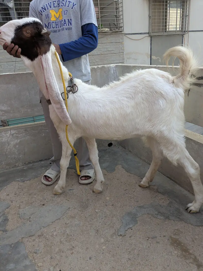 golabi+ larkana dumba — photo 6