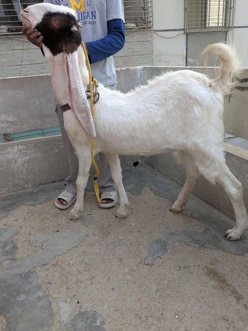 golabi+ larkana dumba — photo 7