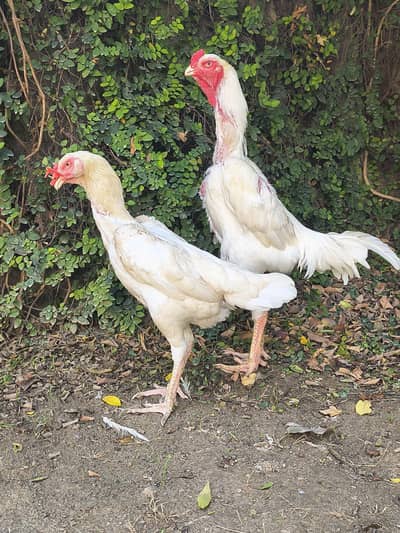 white German shamo breeder pair top quality urgently sale