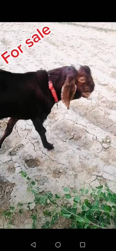 betal bakra