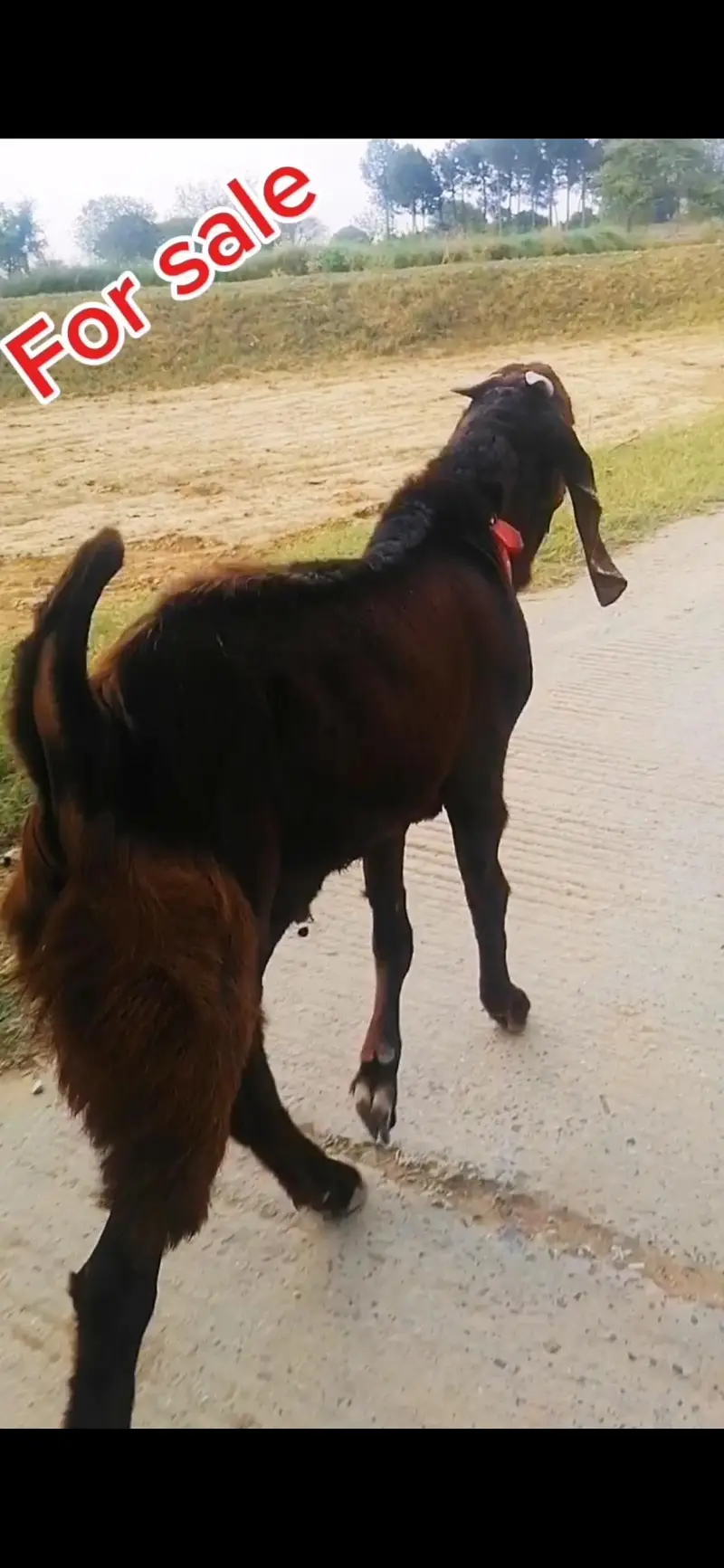 betal bakra — photo 3