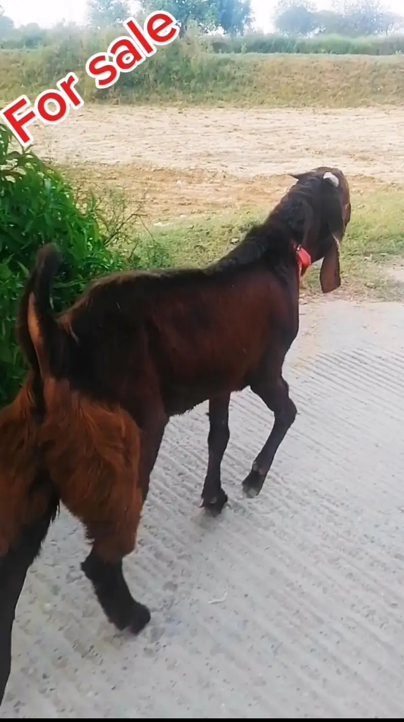 betal bakra — photo 4