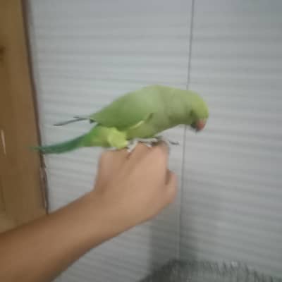green ringneck female Hand tame