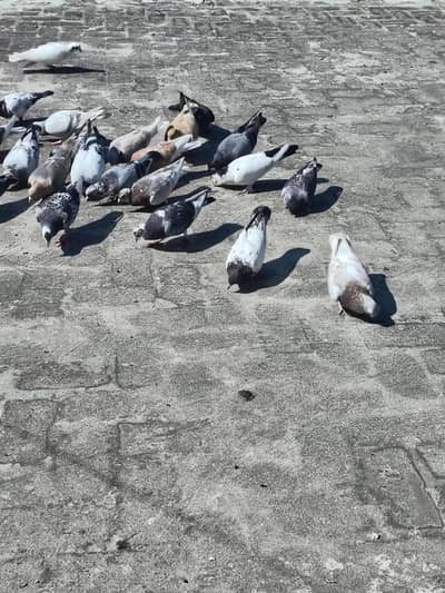 mix pigeons achi naslon ke in cheap price very urgent sale