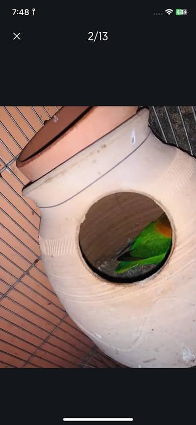 lovebirds and polish hen male available
