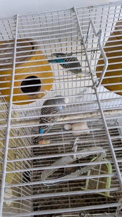 Budgie Bird for Sale with Cage