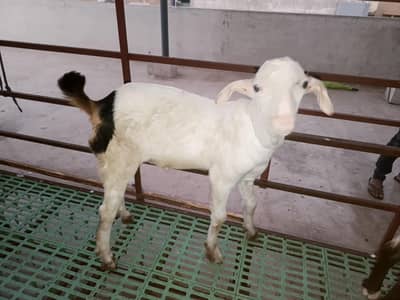 gulabi teddy male