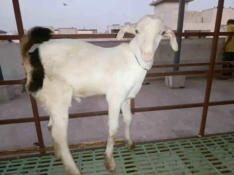 gulabi teddy male — photo 2