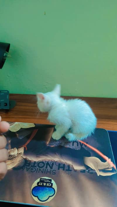 Persian kittens