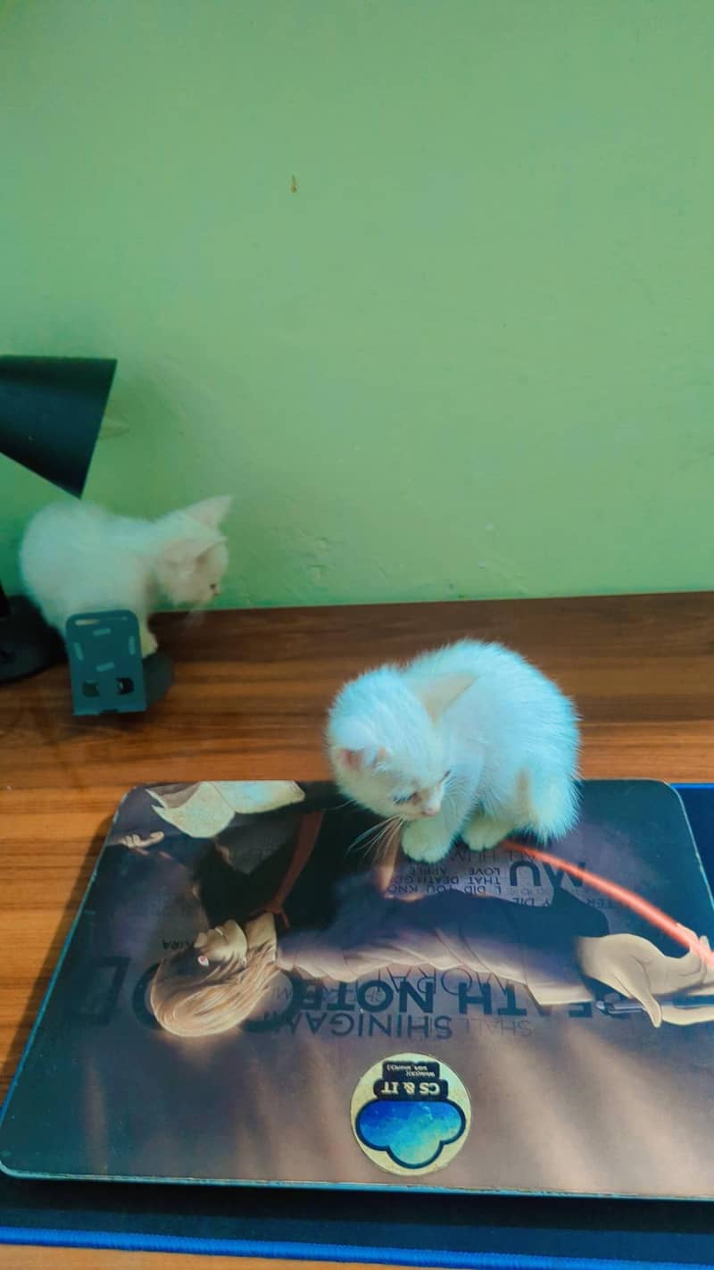 Persian kittens 1