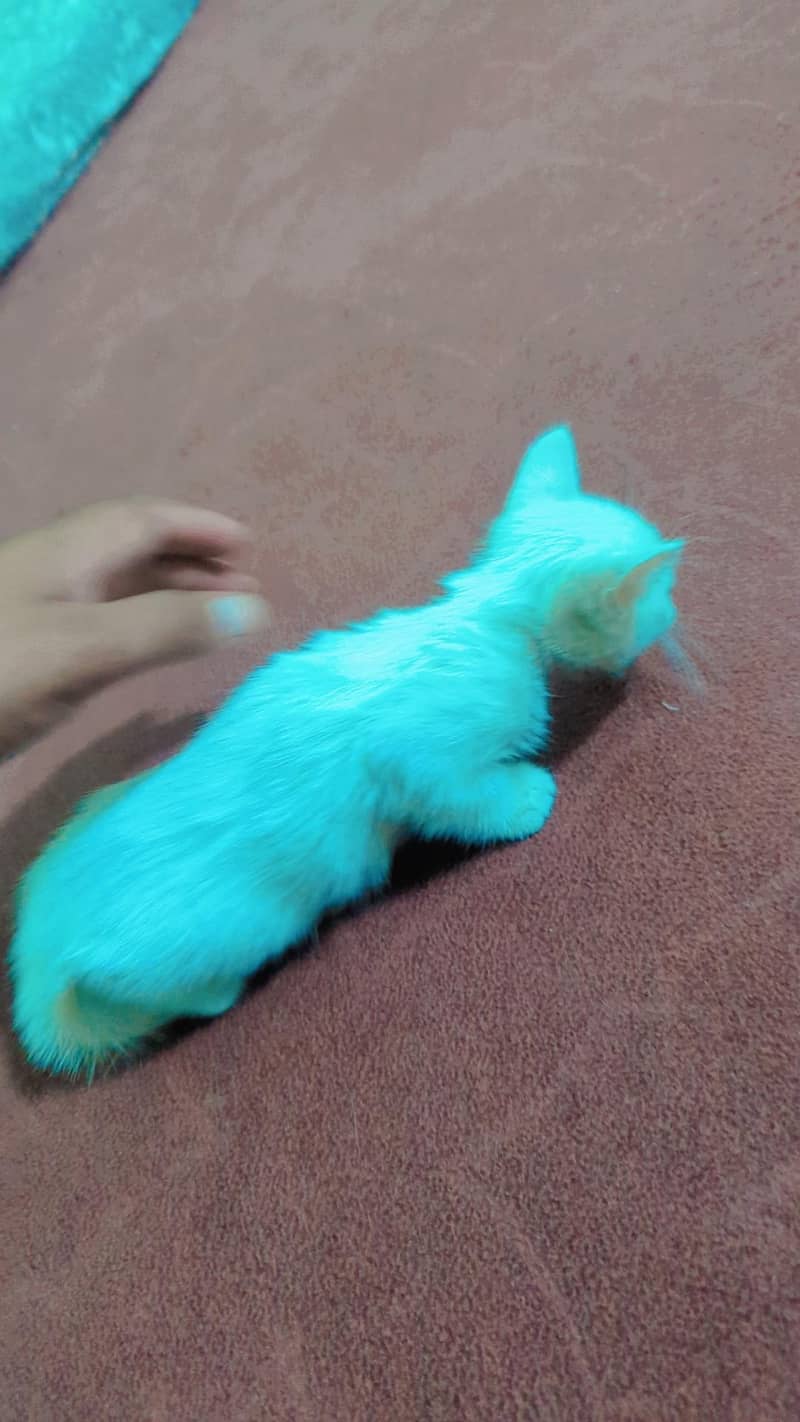 Persian kittens 2